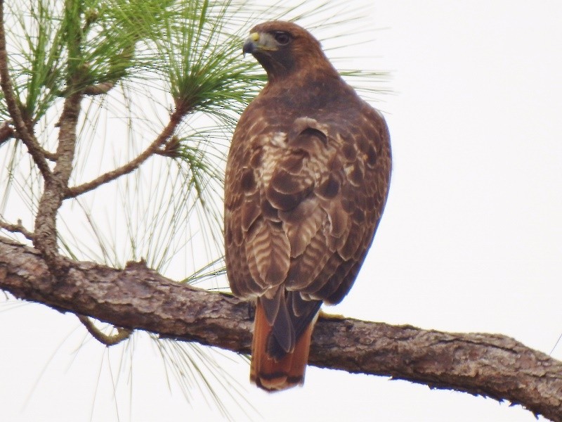 Red-tailed Hawk - ML80134621