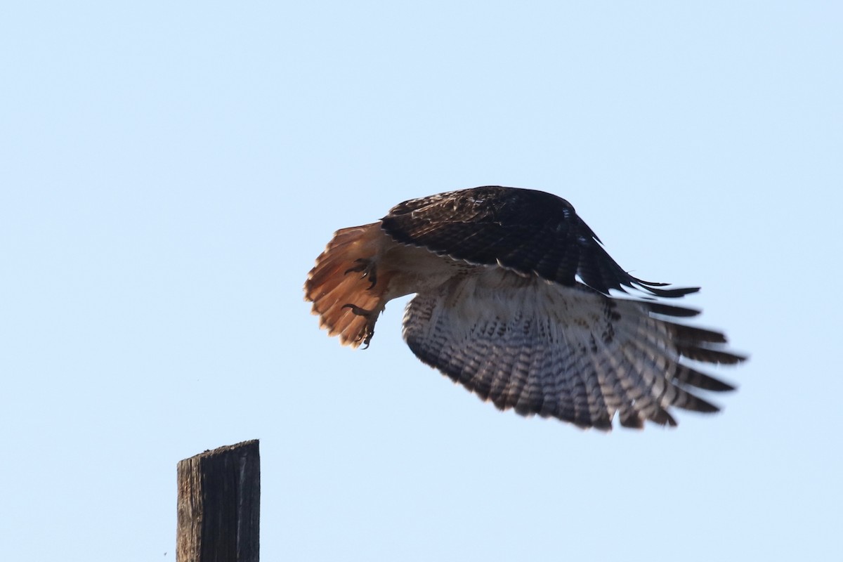 Red-tailed Hawk (Harlan's) - ML80135471