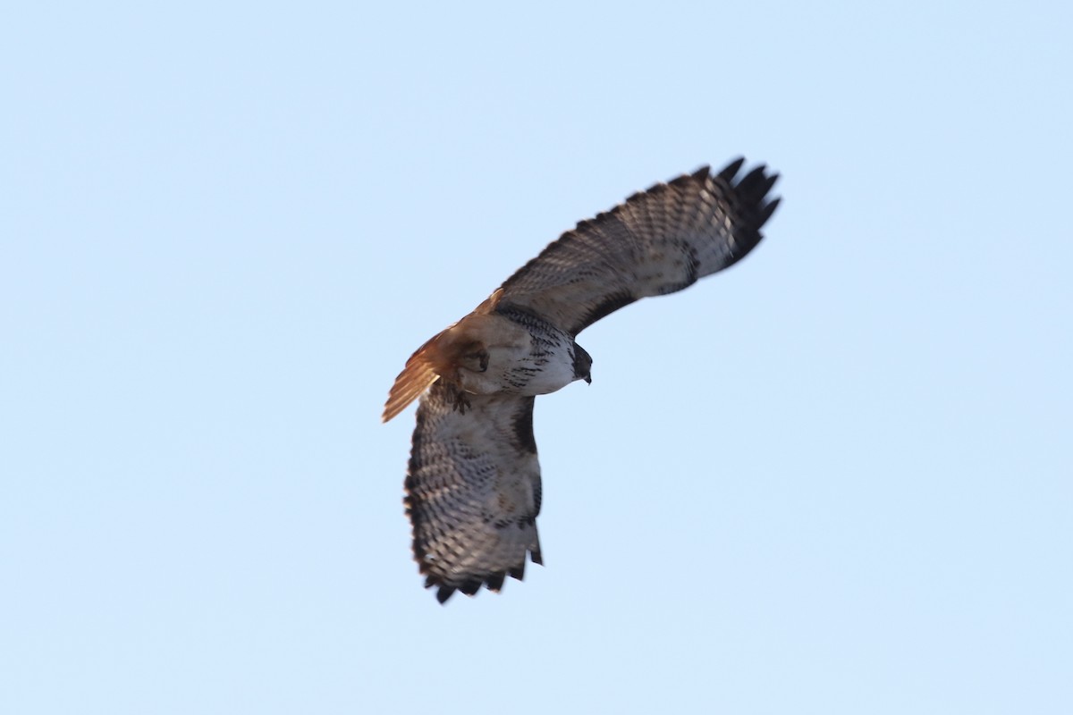 Red-tailed Hawk (Harlan's) - ML80135491