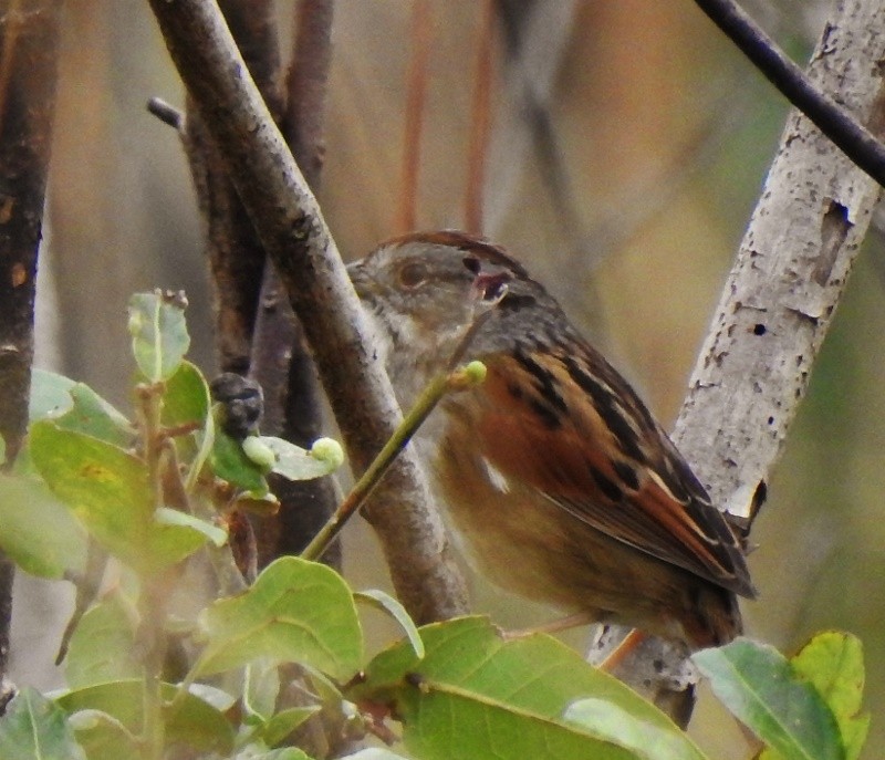 Swamp Sparrow - ML80136641