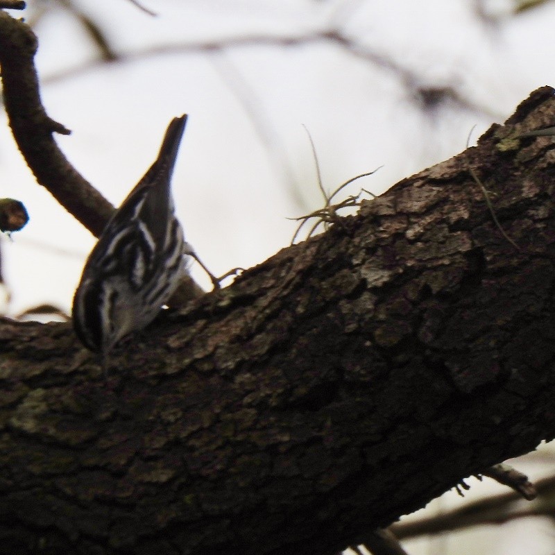 Black-and-white Warbler - ML80136901