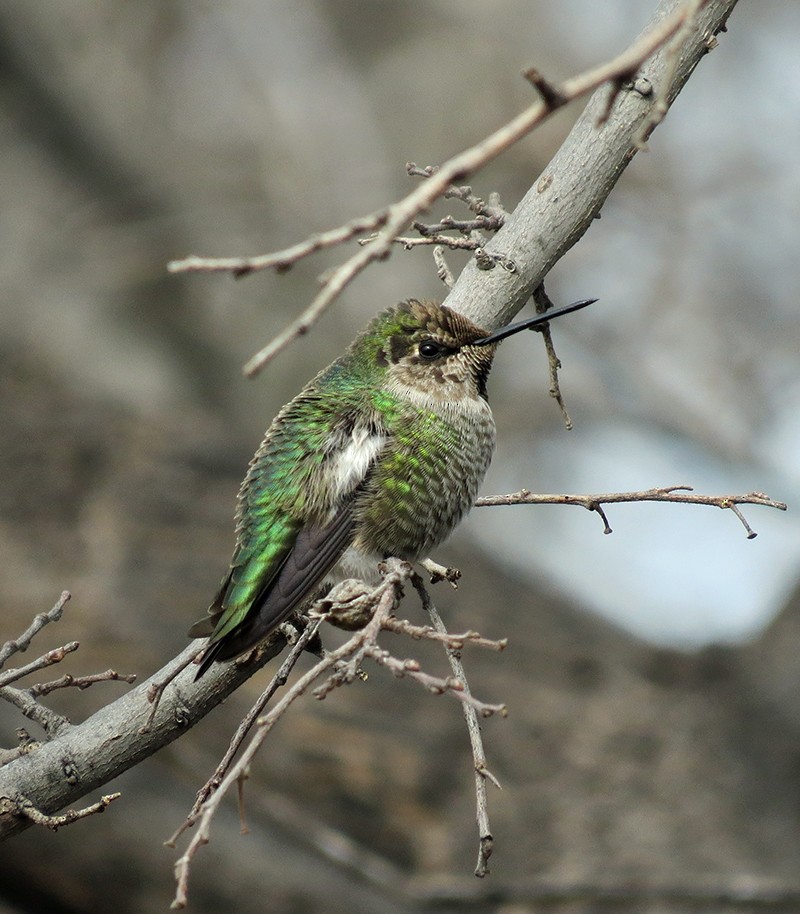 Anna's Hummingbird - ML80139241
