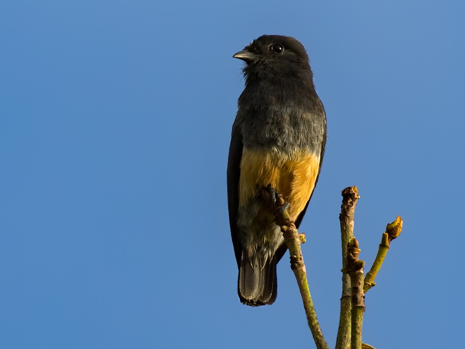 Swallow-winged Puffbird - Kacau Oliveira