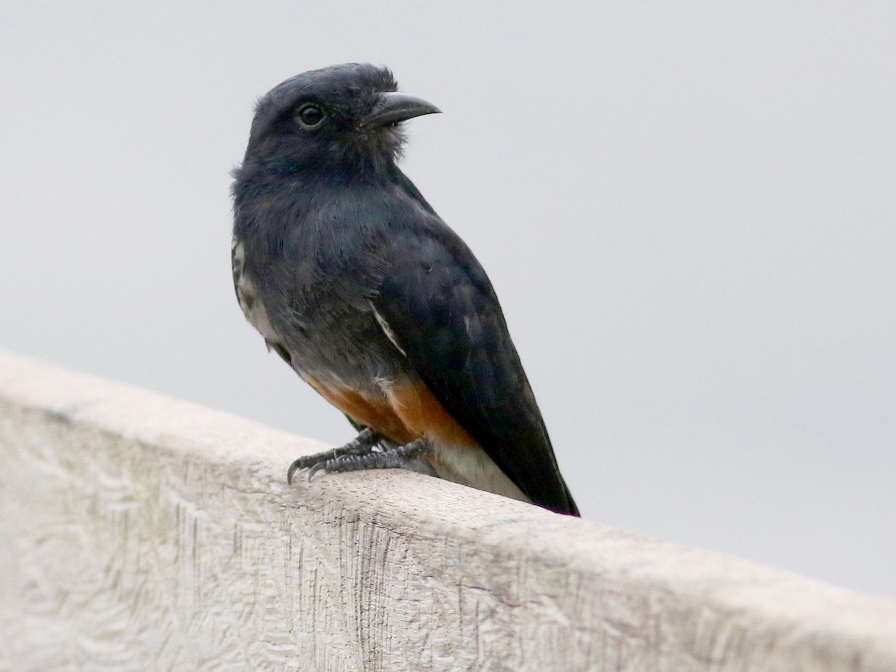 Swallow-winged Puffbird - Jay McGowan