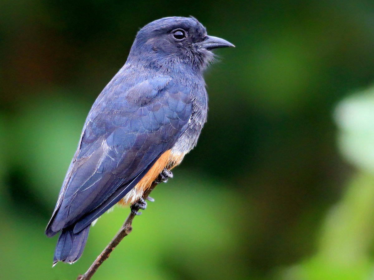 Swallow-winged Puffbird - Chelidoptera tenebrosa - Birds of the World