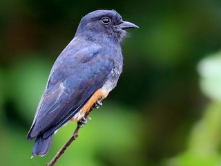  - Swallow-winged Puffbird