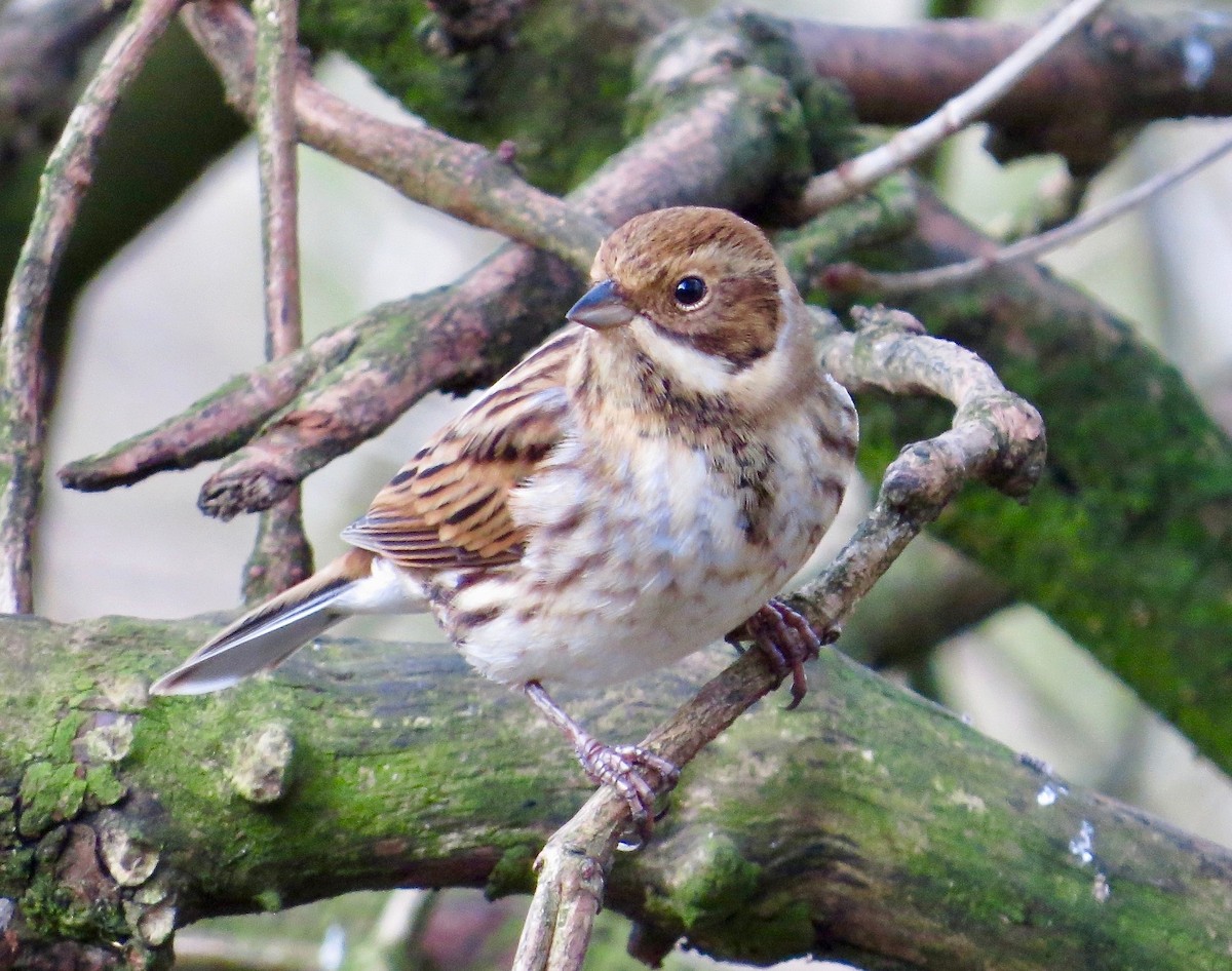 Reed Bunting - Adam Dudley