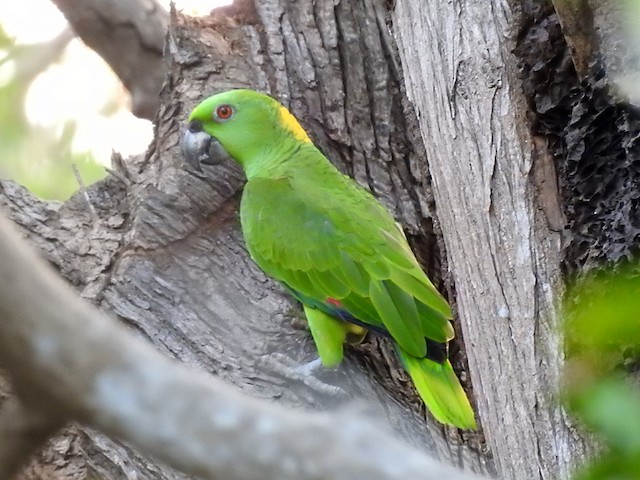 Yellow-naped Amazon EBird | atelier-yuwa.ciao.jp