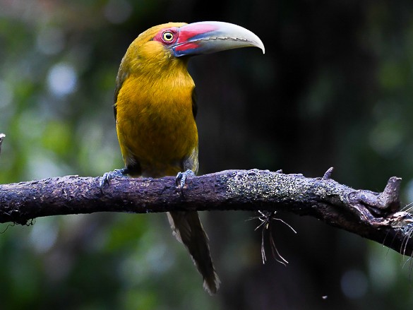 Saffron Toucanet - Nereston Camargo