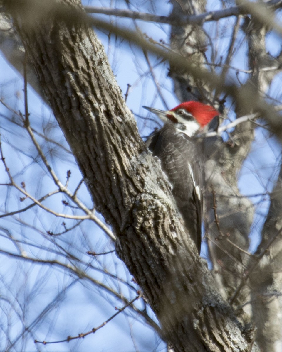 Pileated Woodpecker - ML80144661