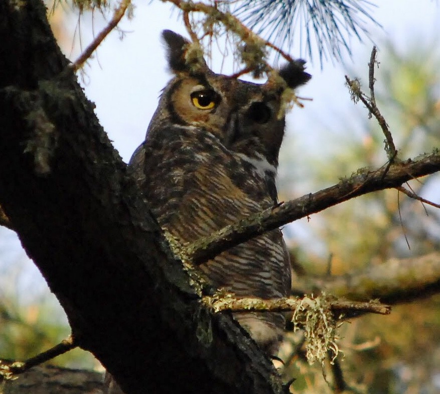 Great Horned Owl - Eric Storms