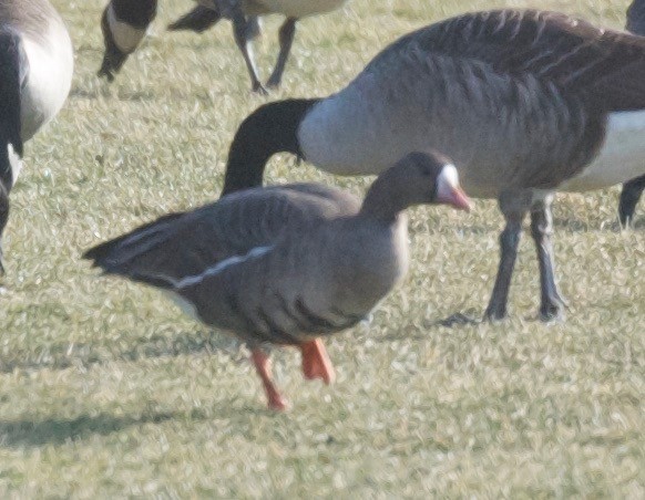 Greater White-fronted Goose - Joshua Rose