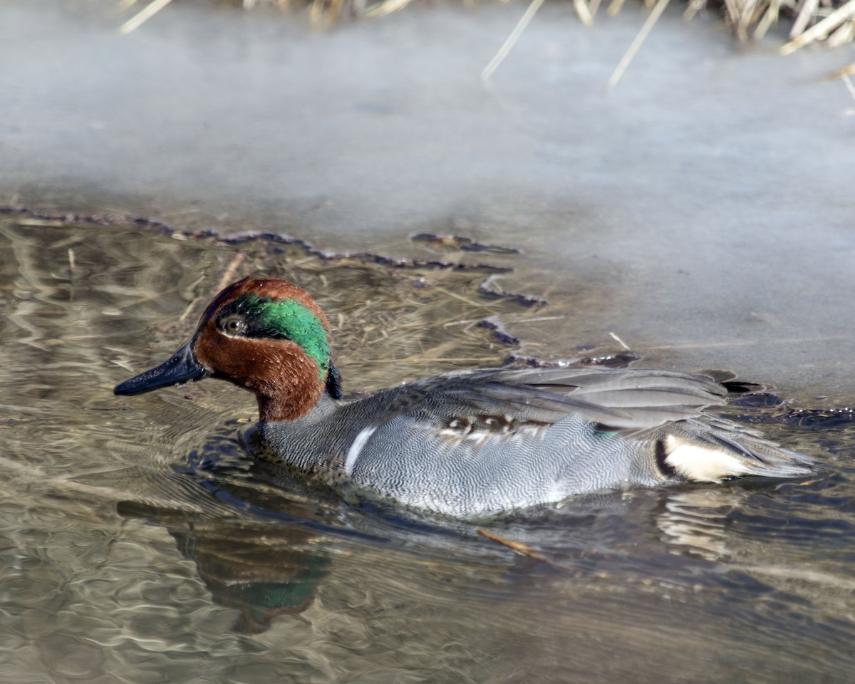 Green-winged Teal - ML80149271