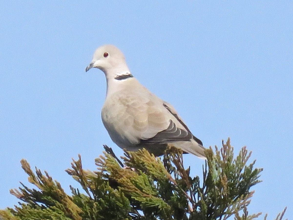 Eurasian Collared-Dove - ML80150341
