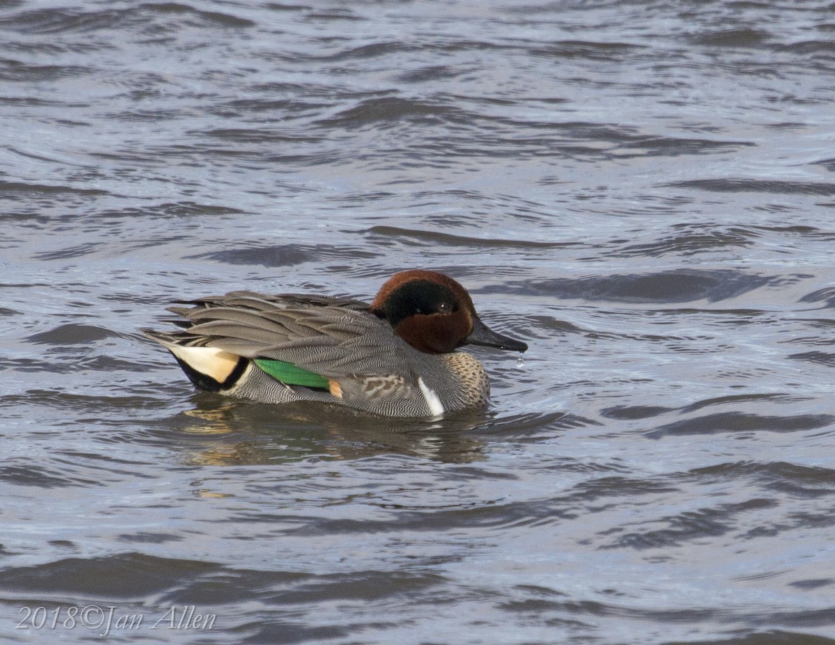 Green-winged Teal - ML80150811