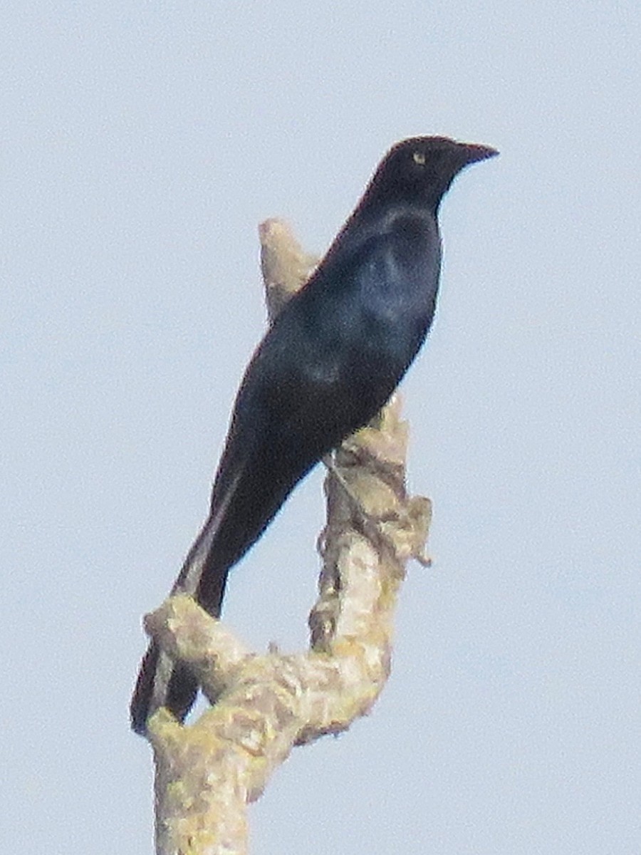 Great-tailed Grackle - ML80151591