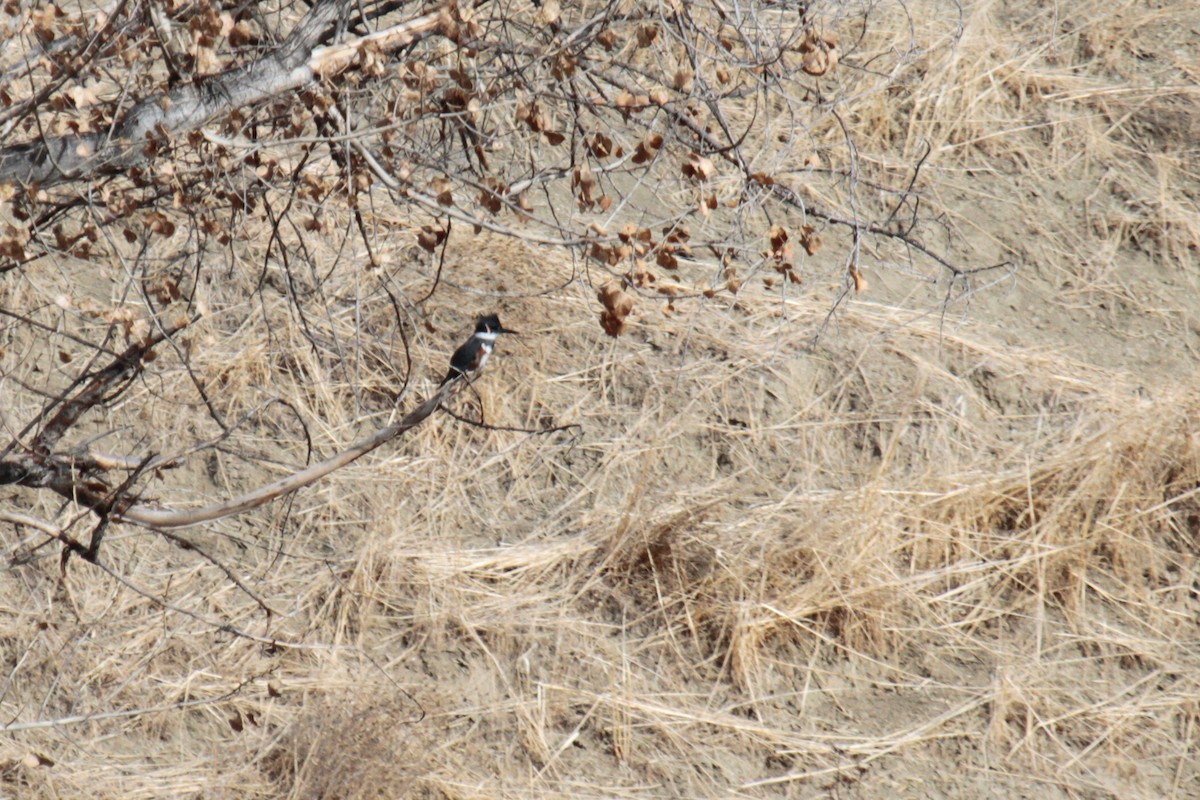 Belted Kingfisher - ML80152531