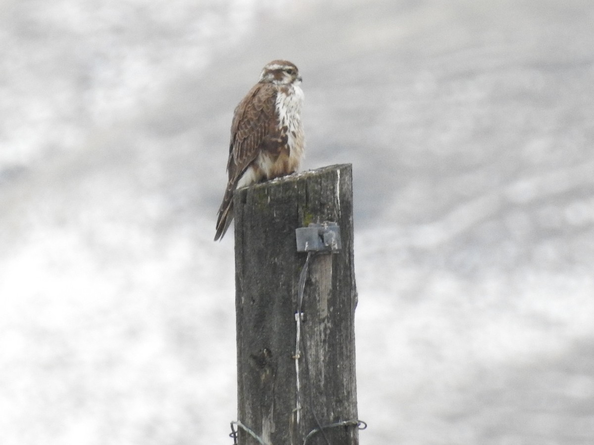 Prairie Falcon - John Hanna