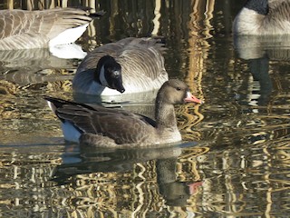 Greater White-fronted Goose, ML80155401