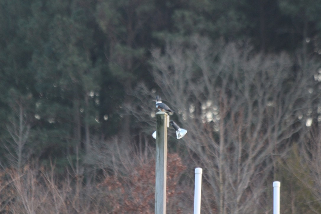 Belted Kingfisher - ML80156281