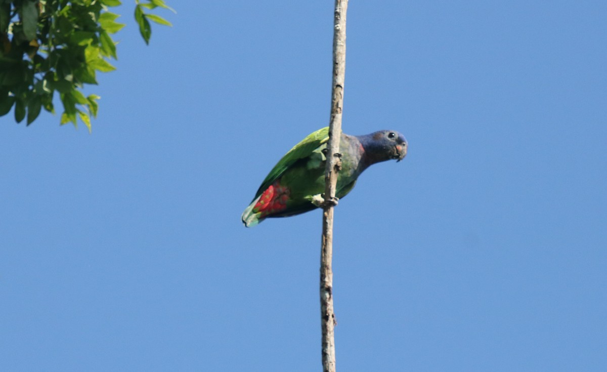 Blue-headed Parrot - Andrew E and Rebecca A Steinmann