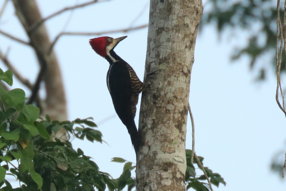 Crimson-crested Woodpecker - ML80157851