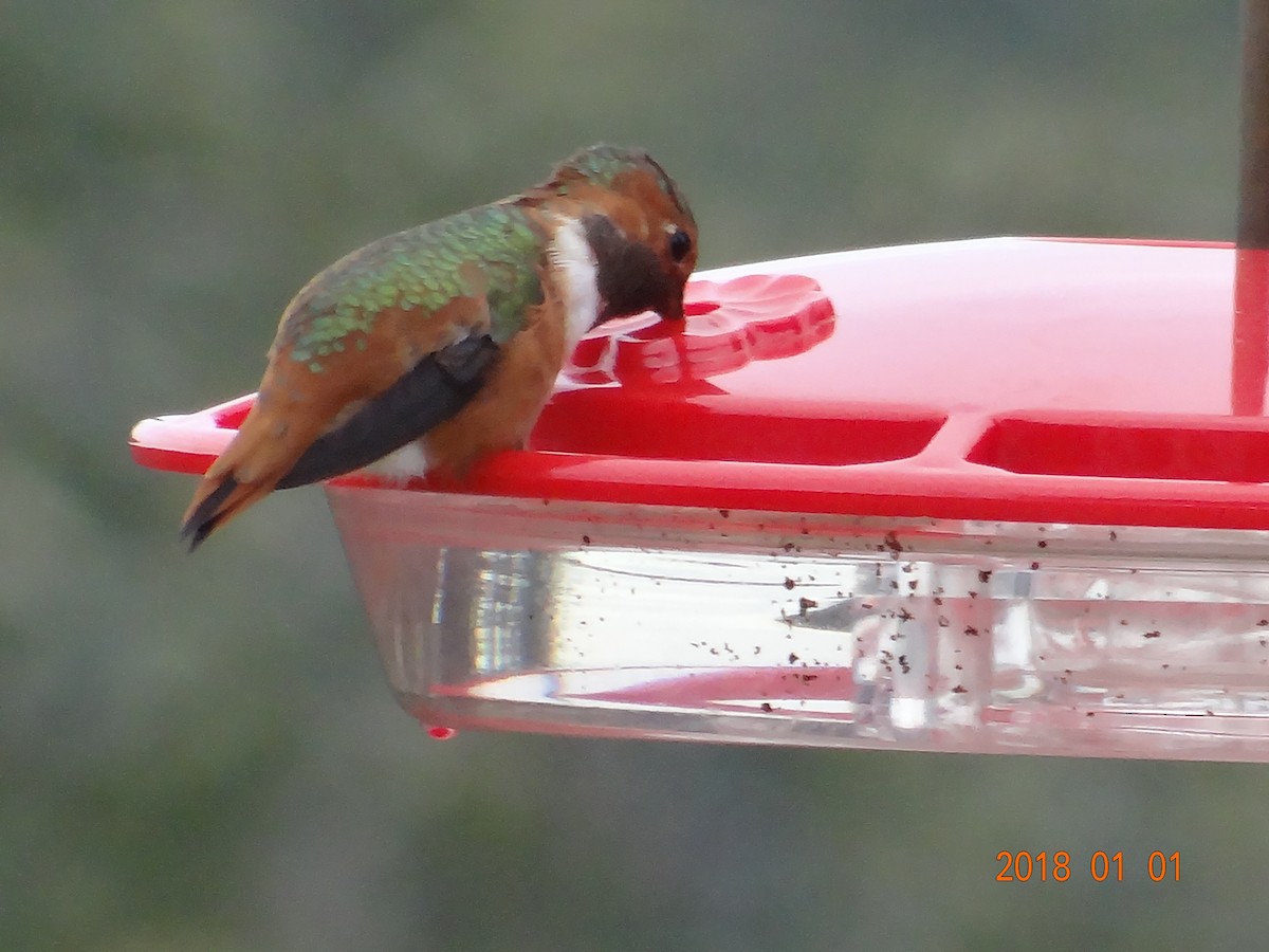 Allen's Hummingbird - ML80158201
