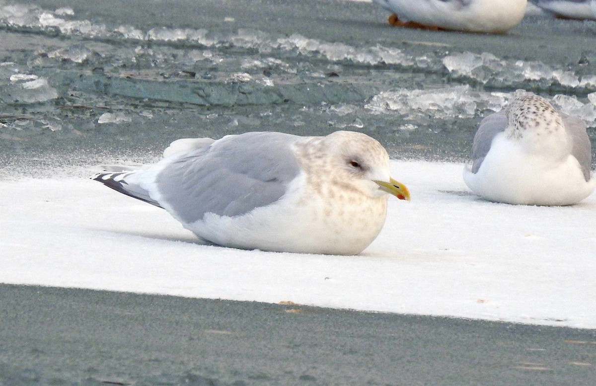 Iceland Gull (kumlieni) - Jean Iron