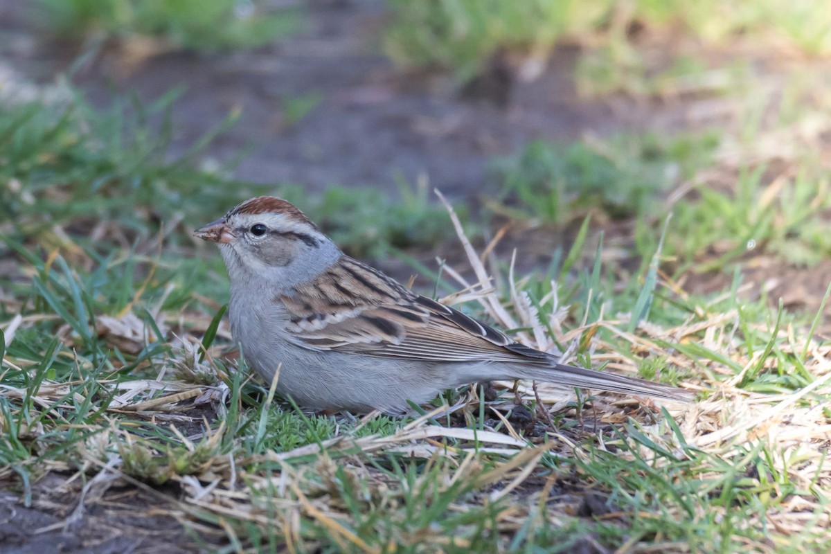 Chipping Sparrow - Jeff Bray