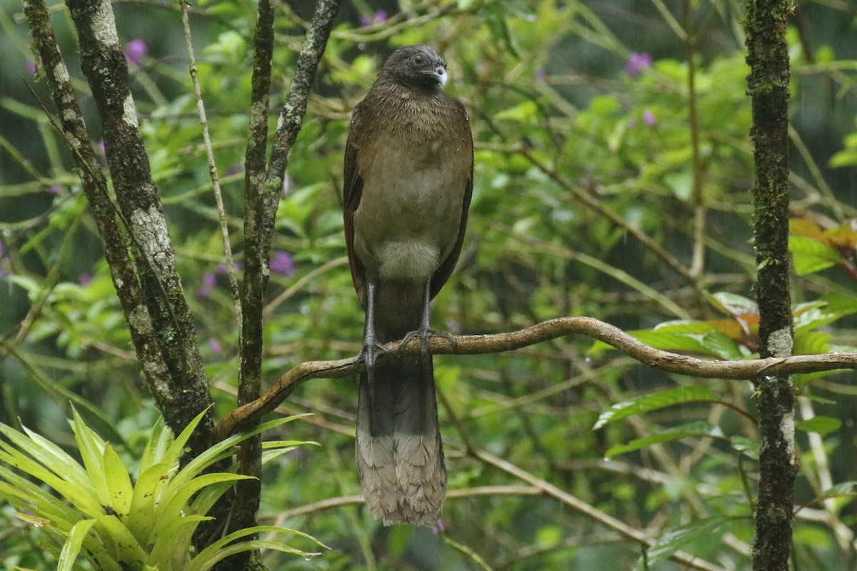 Gray-headed Chachalaca - Andrew E and Rebecca A Steinmann