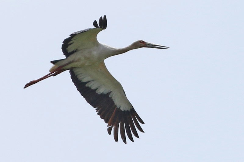 Maguari Stork - J. Simón Tagtachian