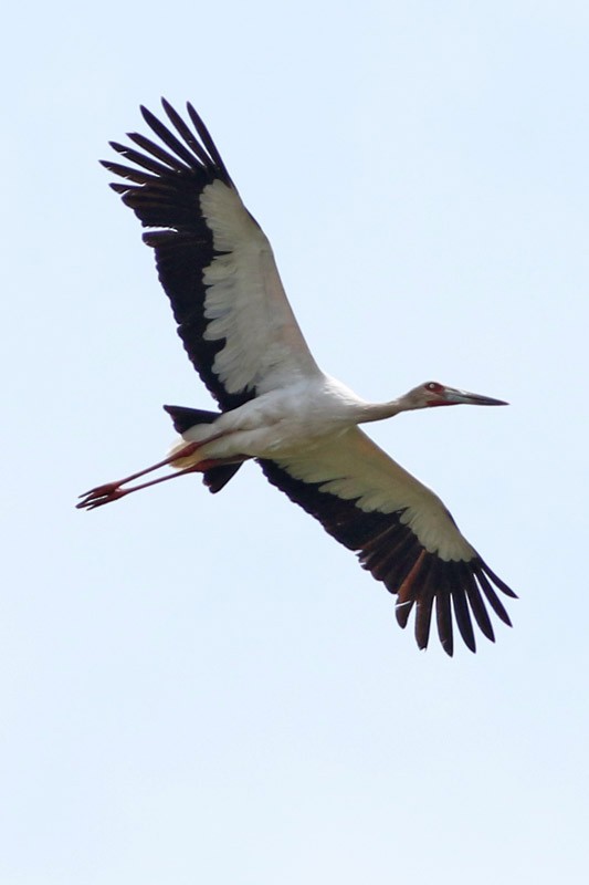 Maguari Stork - J. Simón Tagtachian