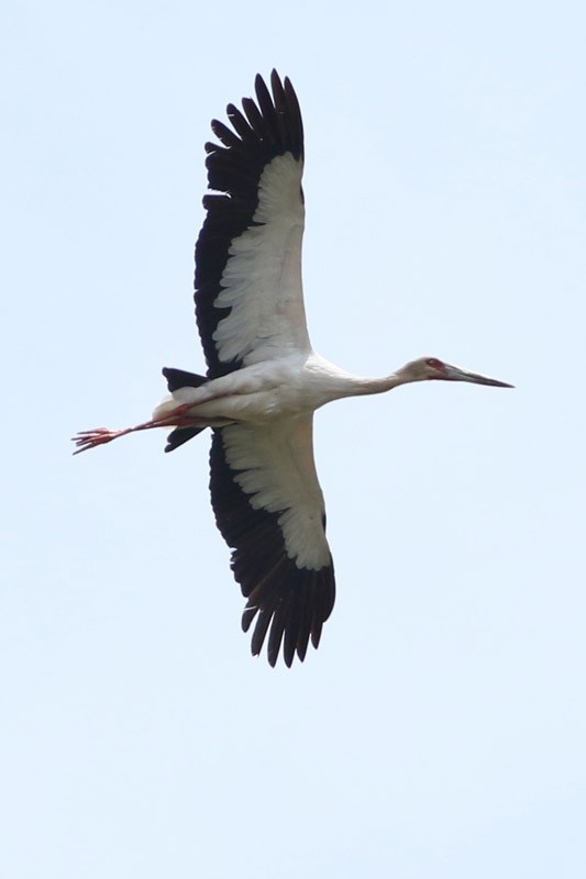 Maguari Stork - ML80164441