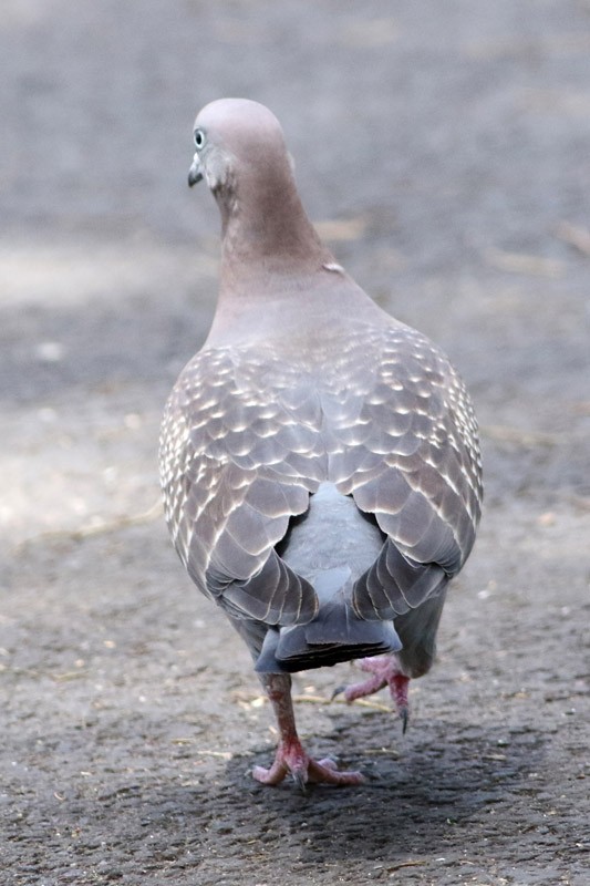 Spot-winged Pigeon - ML80166601