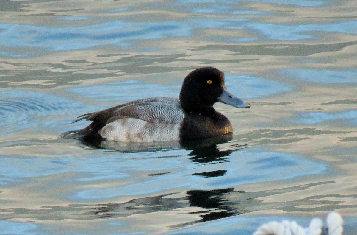 Greater Scaup - ML80168011