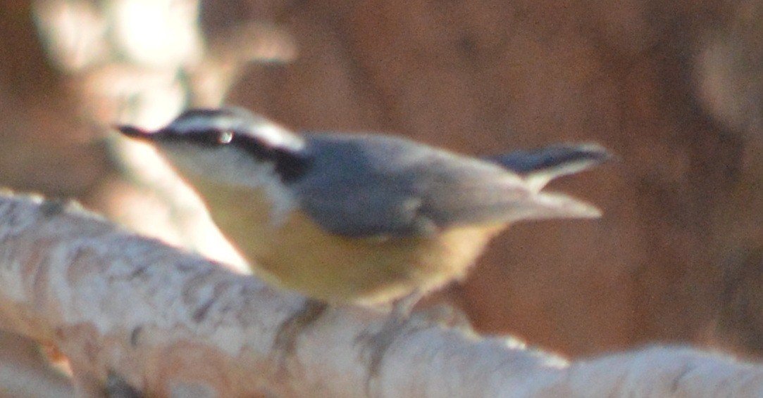 Red-breasted Nuthatch - ML80169291