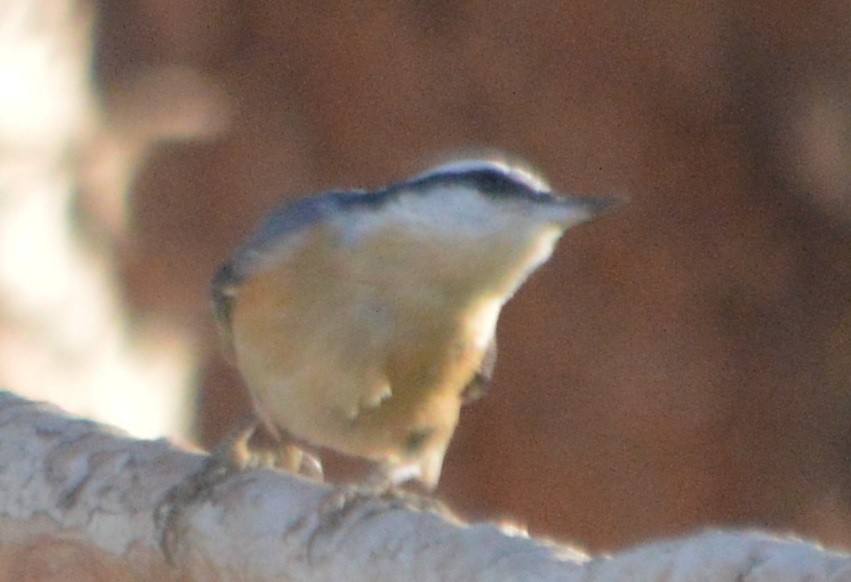 Red-breasted Nuthatch - ML80169301