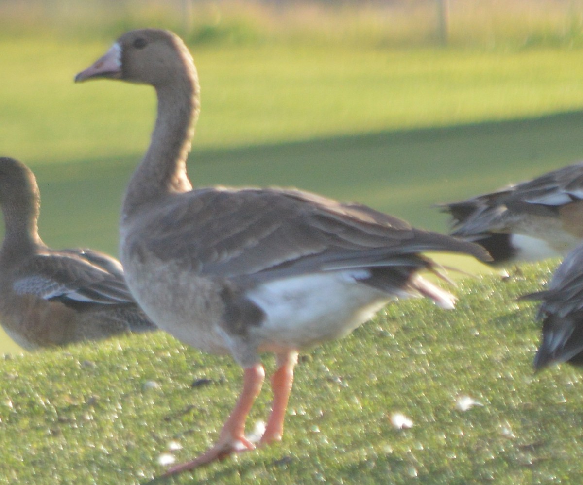 Greater White-fronted Goose - ML80170871