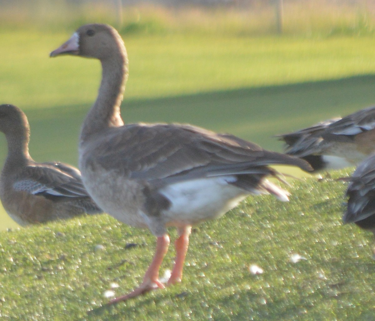 Greater White-fronted Goose - ML80170901