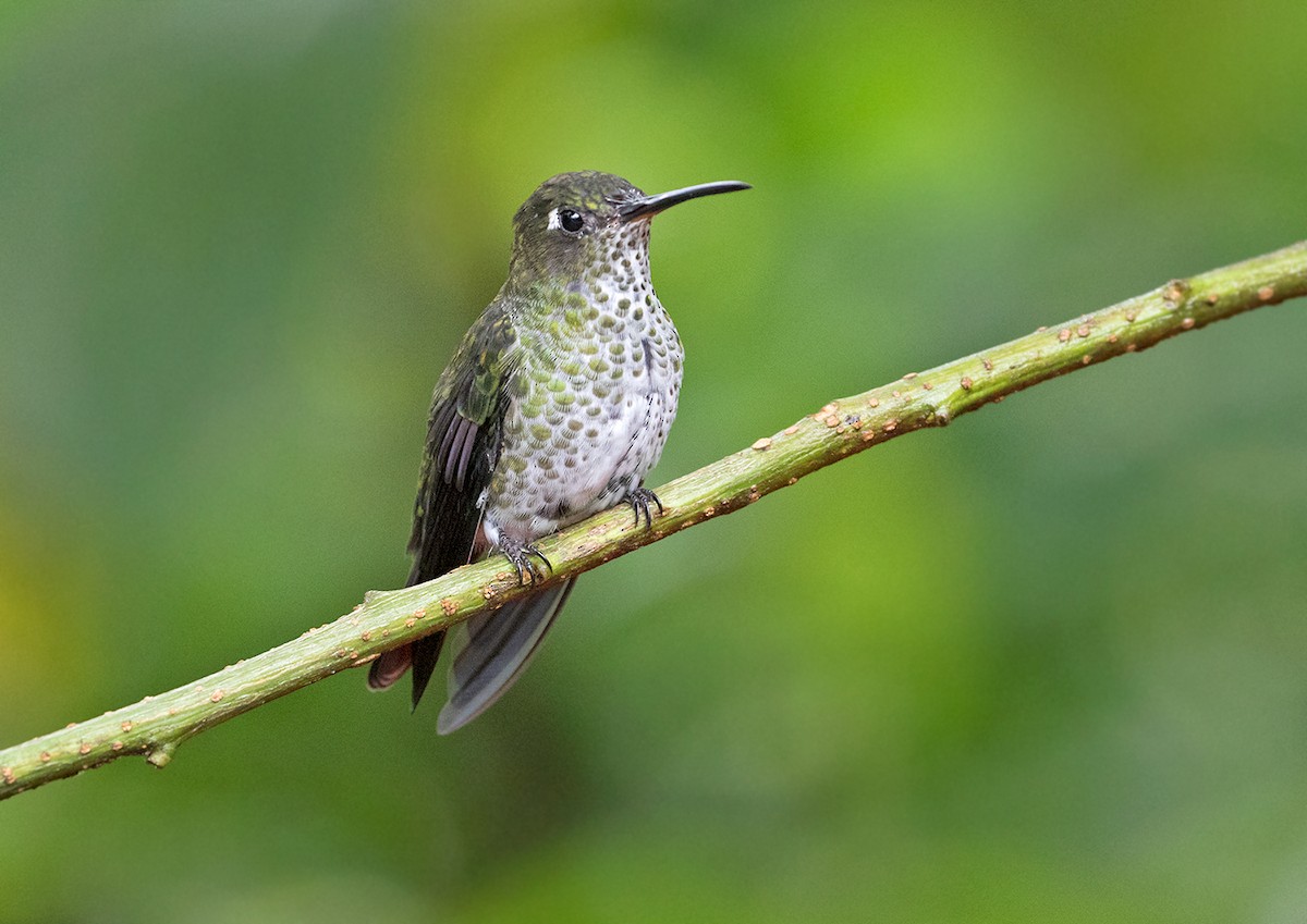 Many-spotted Hummingbird - Sam Woods