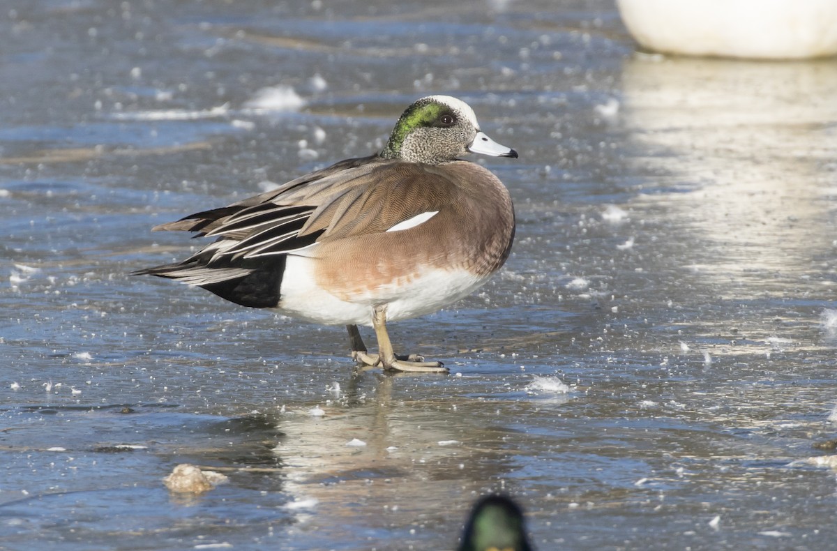 American Wigeon - Mouser Williams