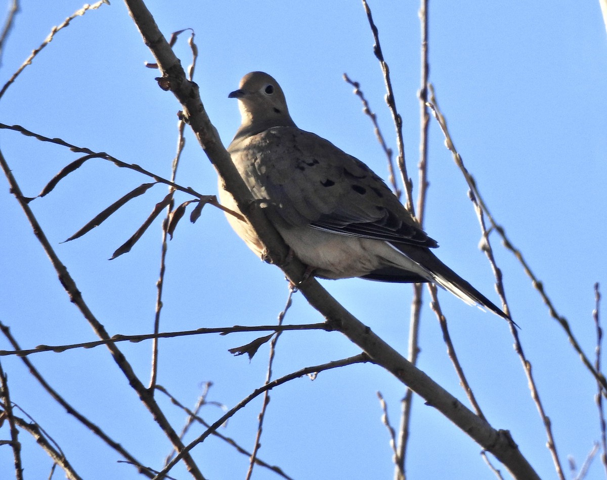 Mourning Dove - Candy Giles