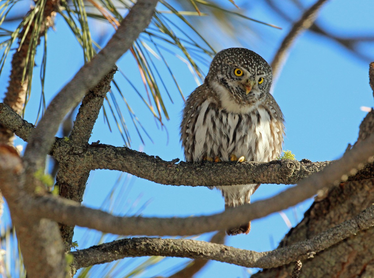 Northern Pygmy-Owl - Chuck Gates