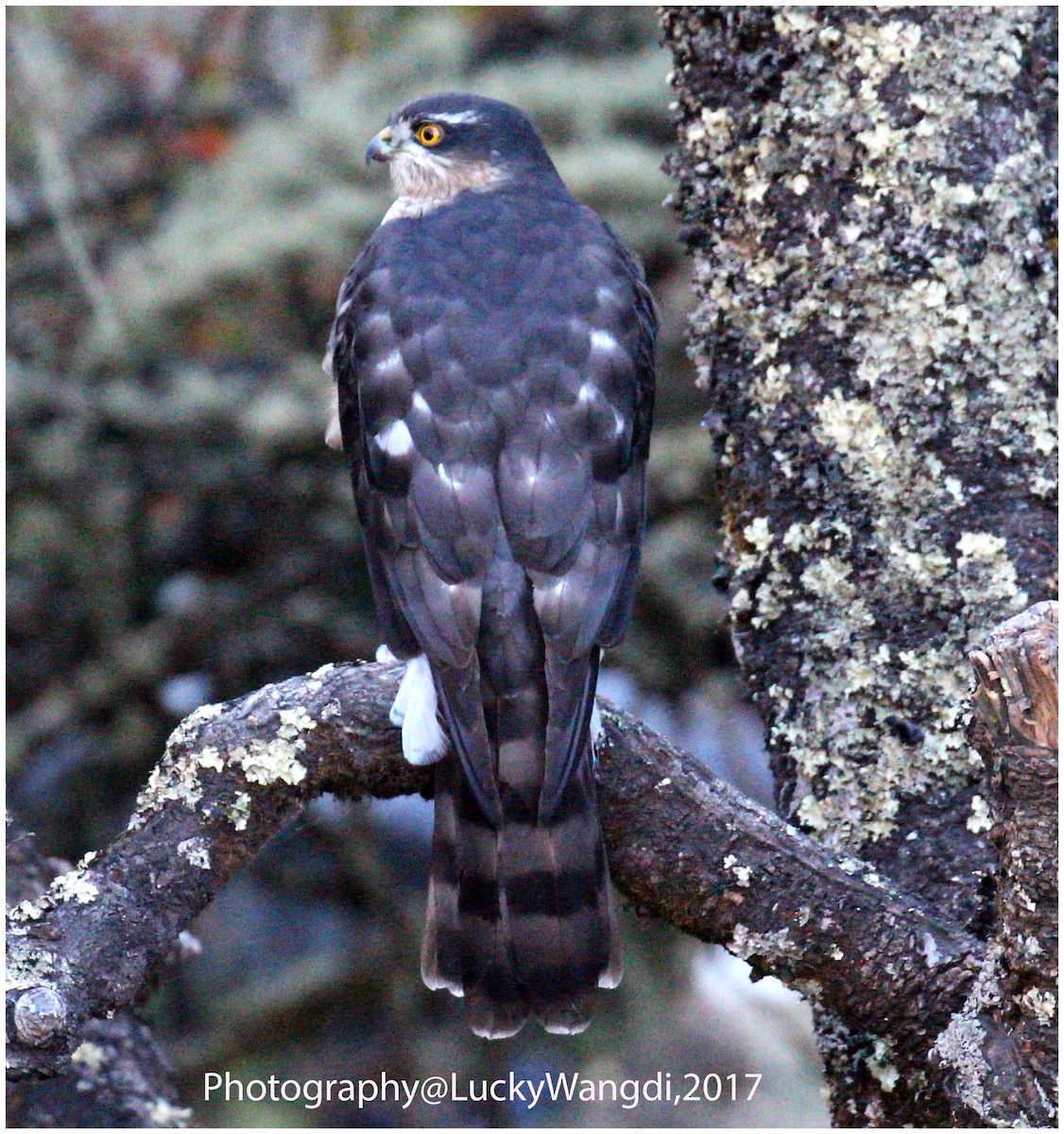 Eurasian Sparrowhawk - ML80181641