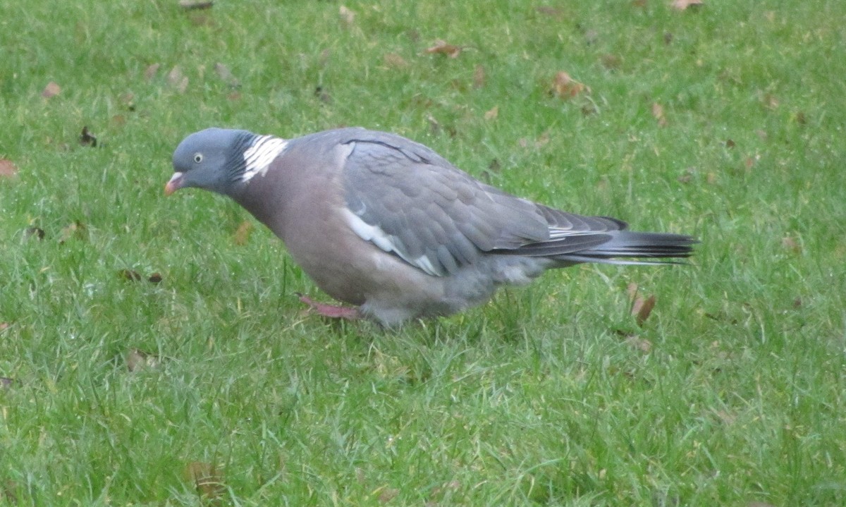 Common Wood-Pigeon (White-necked) - ML80184231