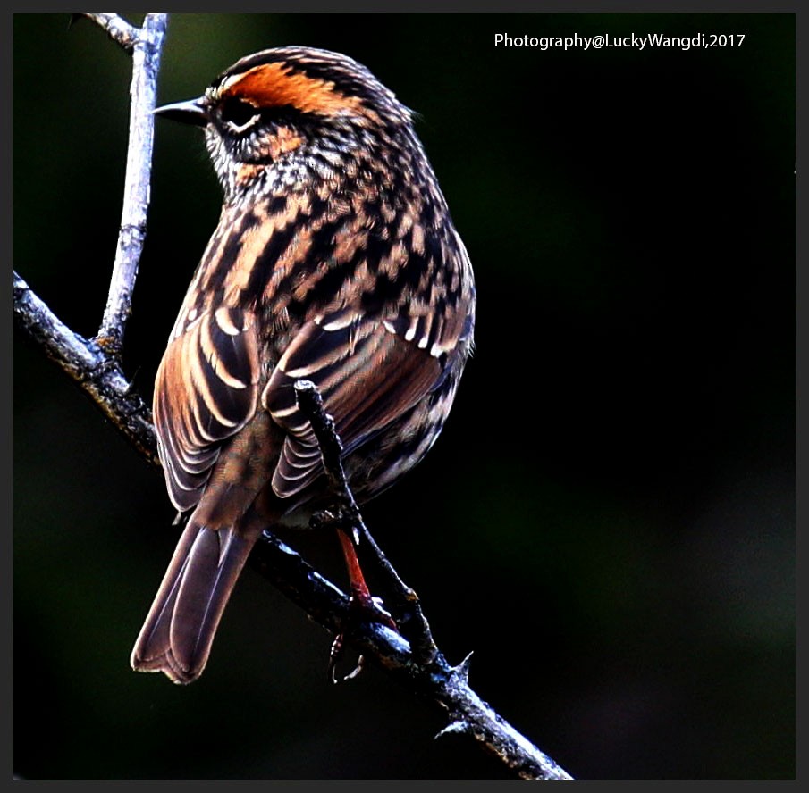 Rufous-breasted Accentor - ML80184861