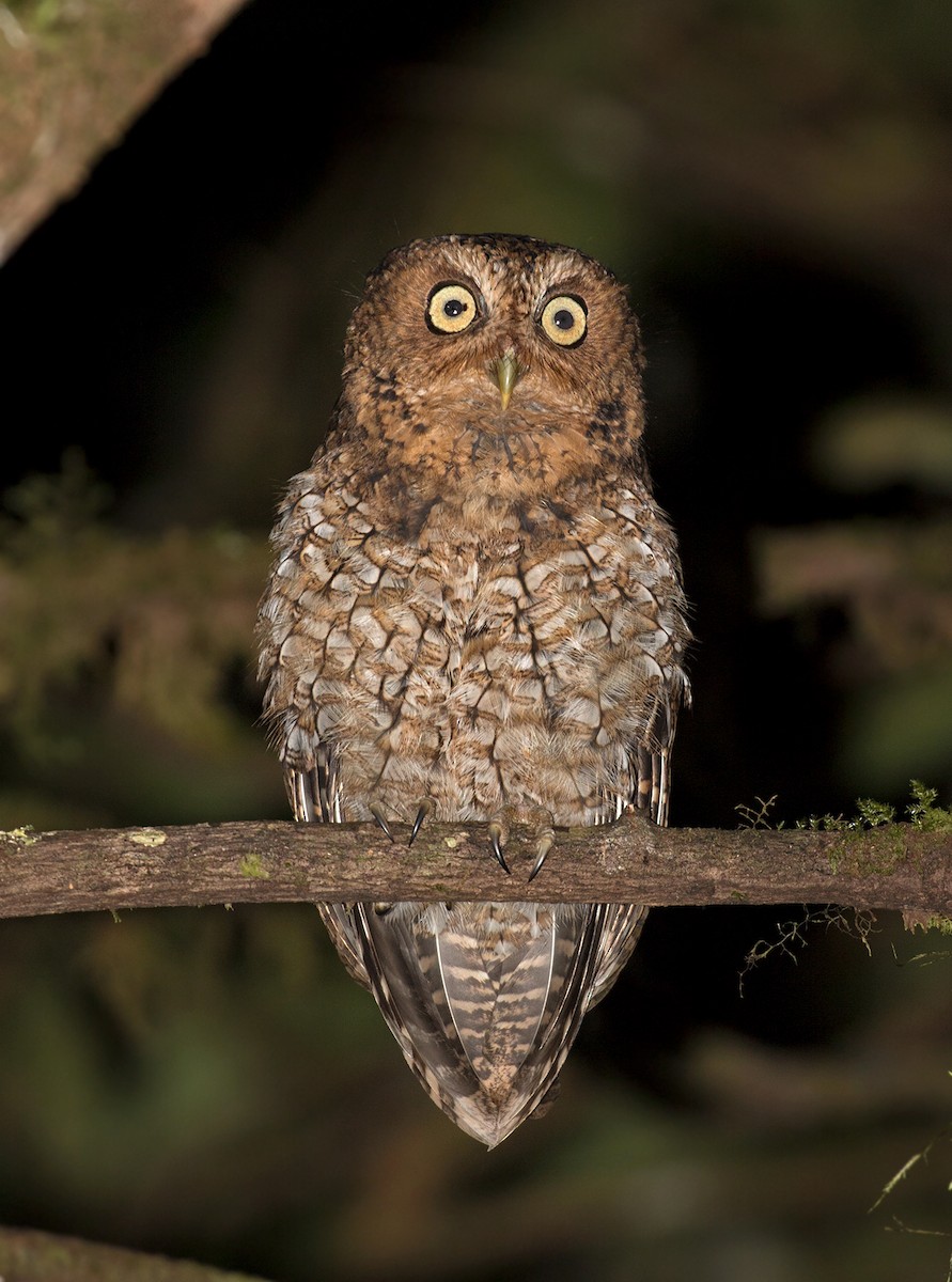 Bare-shanked Screech-Owl - ML80188781