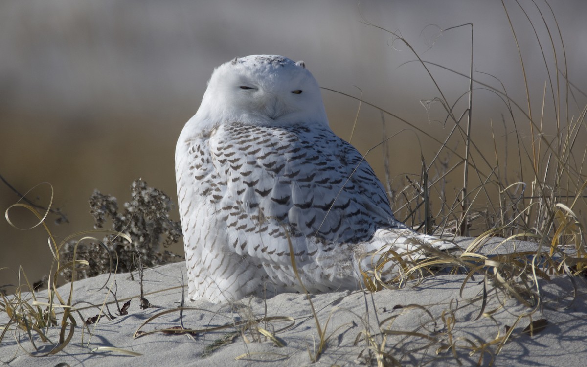 Snowy Owl - Chad Hutchinson