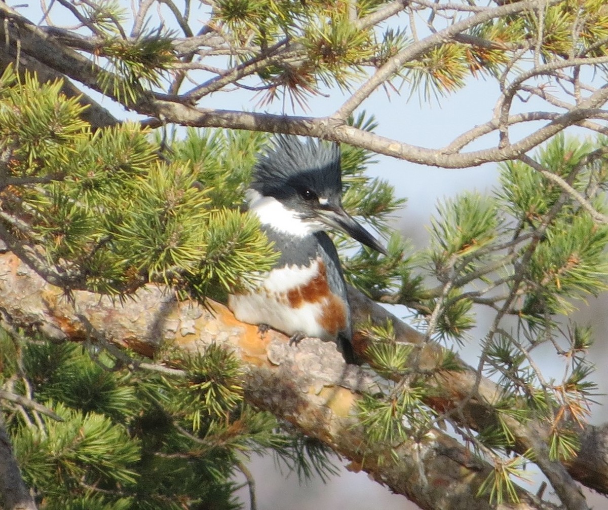 Belted Kingfisher - Chris O'Connell