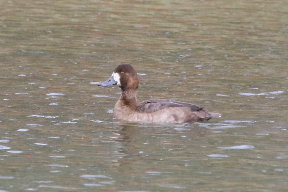 Greater Scaup - ML80193901